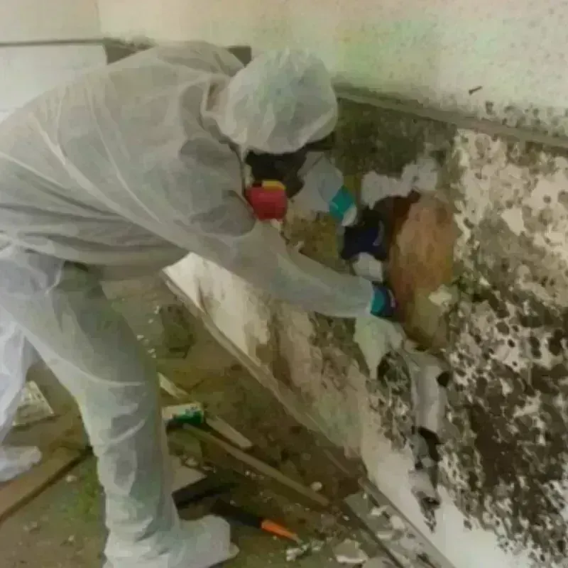 Mold Remediation and Removal in Normal, IL